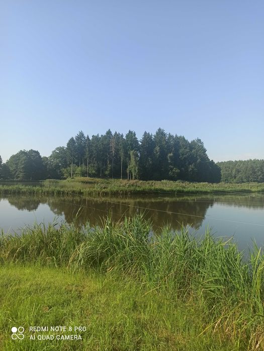 Sprzedam stawy hodowlane karpiowe