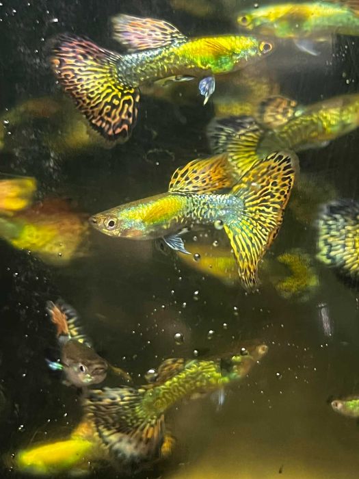 Poecilia reticulata platinum Gupik platinum