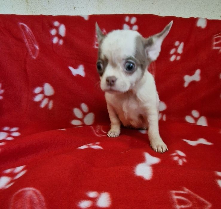 Lindo menino pied lilac tan