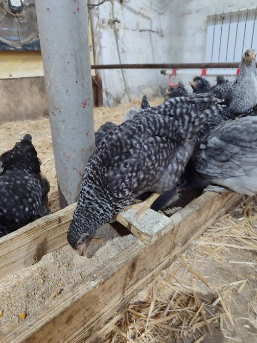 Продам кури несушки! Доставка безкоштовна. Літин!