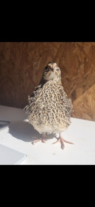 Przepiórka przepiórki brojler brojlery jaja jajka lęgowe przepiórcze