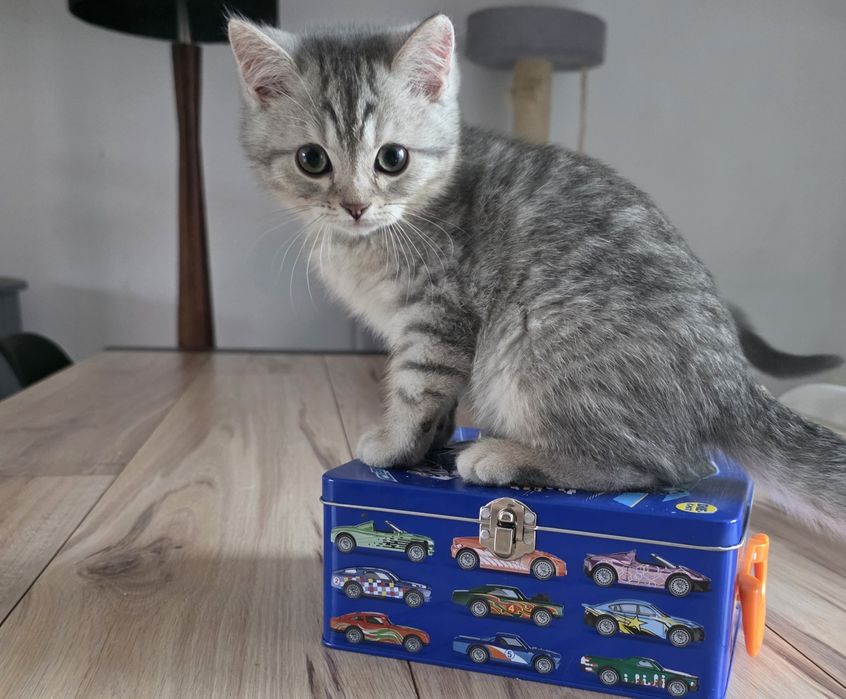 Harry kocurek brytyjski cętkowany WCF