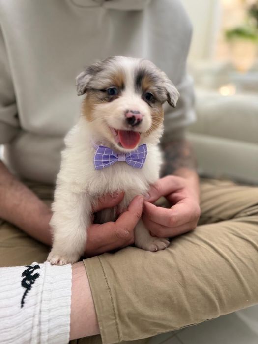 Owczarek Australijski typ Amerykański suczka