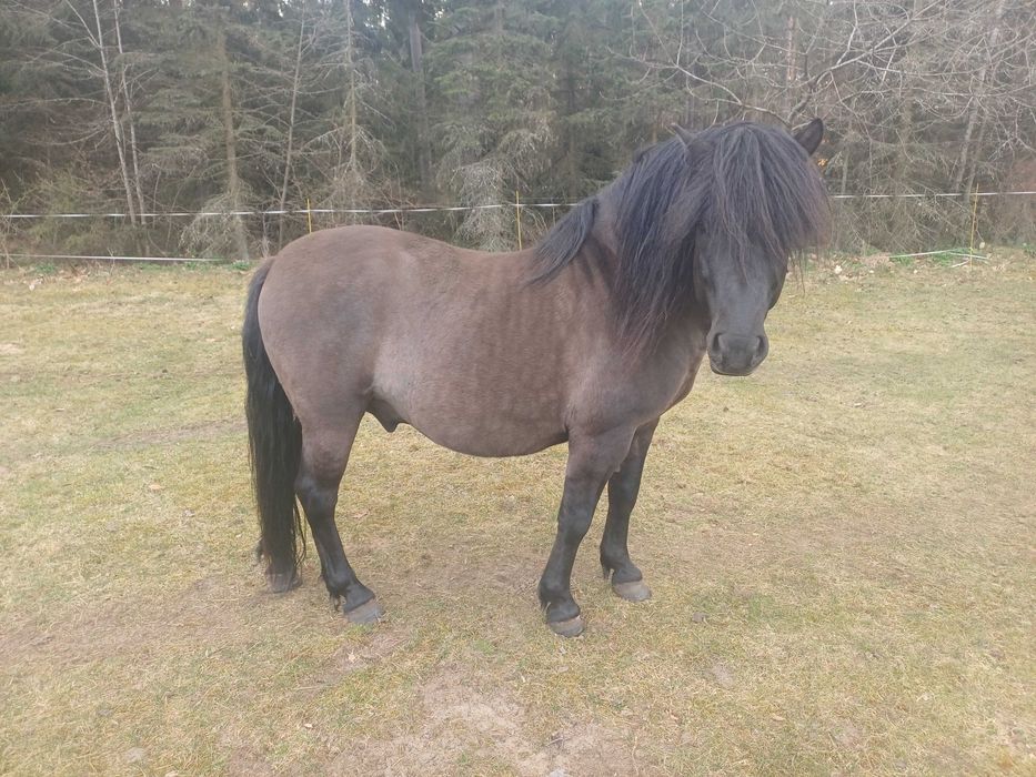 Ogier rasy huculskiej