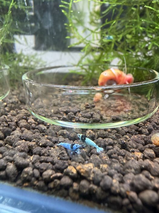 Caridina blue mosura