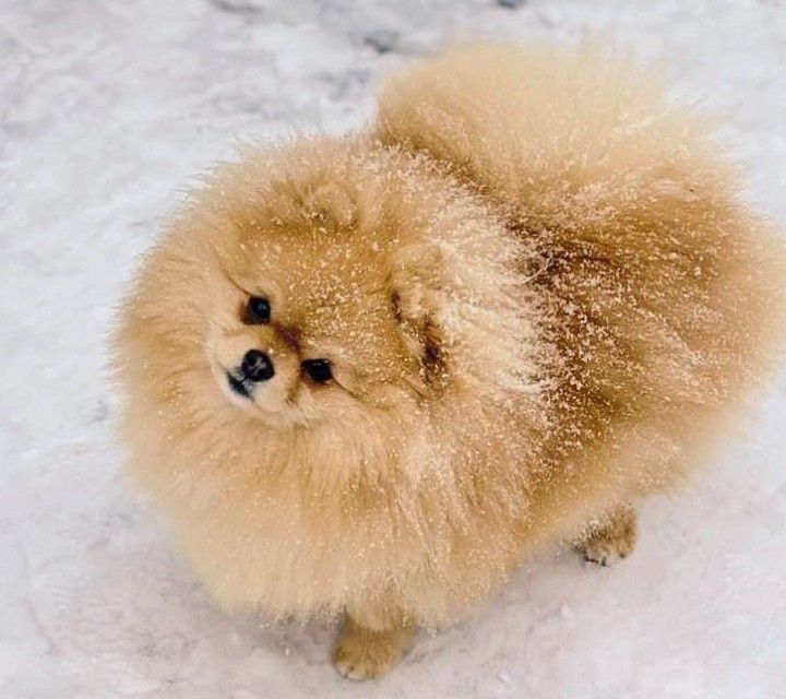 Дівчинка померанського шпіца лисичка