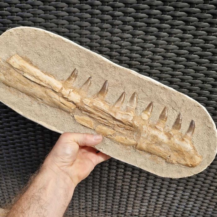 Fossil Maxilar inferior de Mossassauro