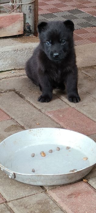 Owczarek niemiecki linia użytkowa