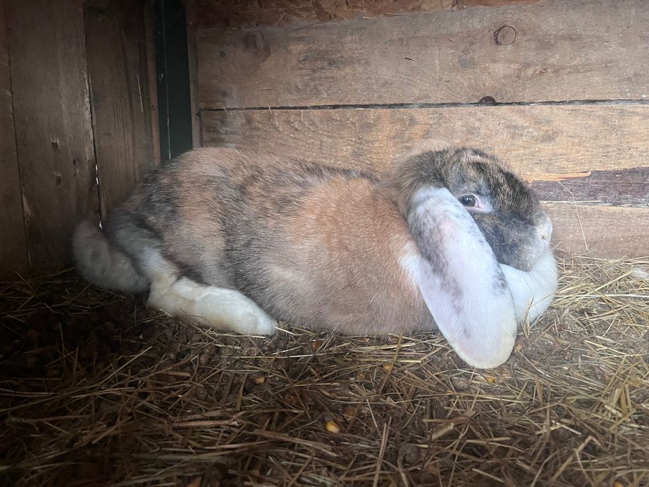 Кроличка покрита французький баран