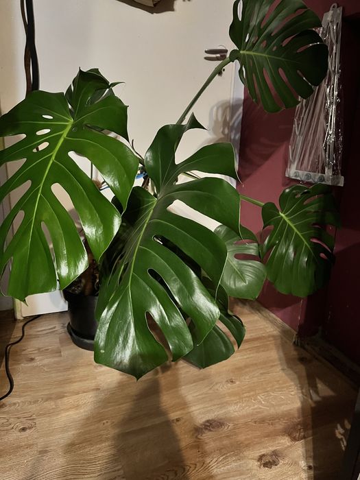 Monstera deliciosa