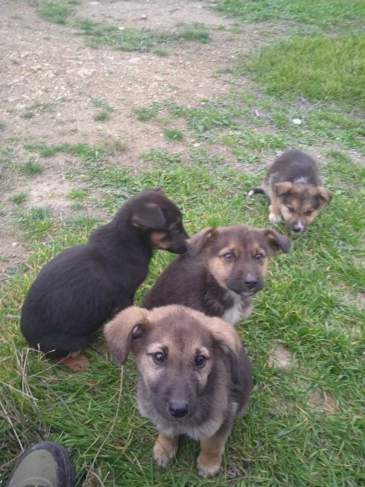 Цуценята (дворові)