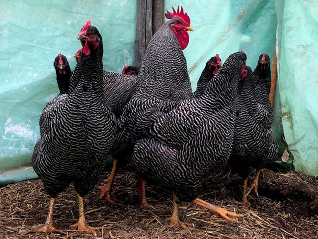 Яйце для інкубації, курчата, Амрокс. Птиця.