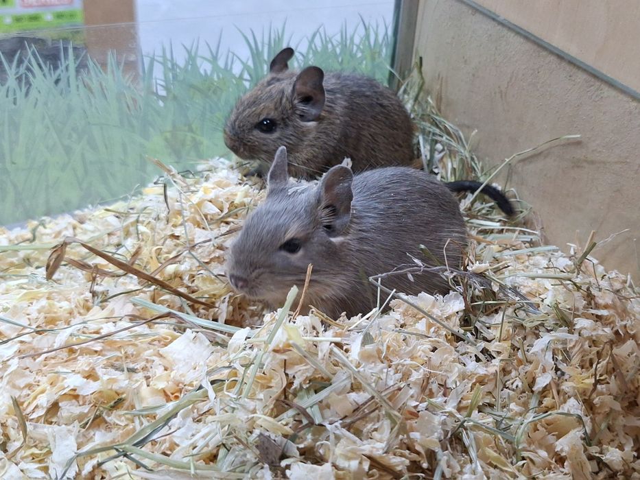 Koszatniczki samice siostry młodziutkie.