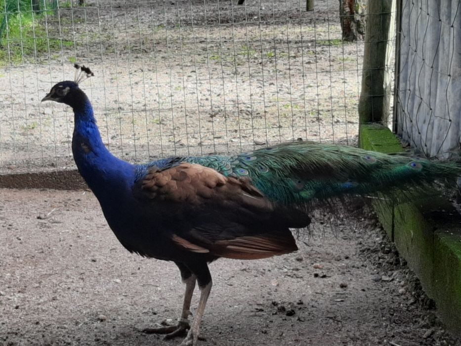 Pavões  de várias  raças