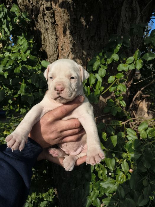 Amstaff blue suczka