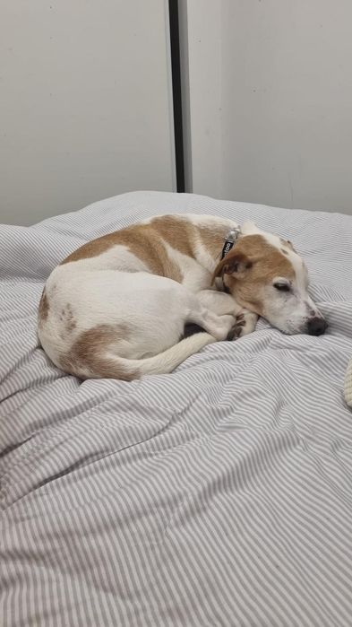 Cão adulto para adoção responsável