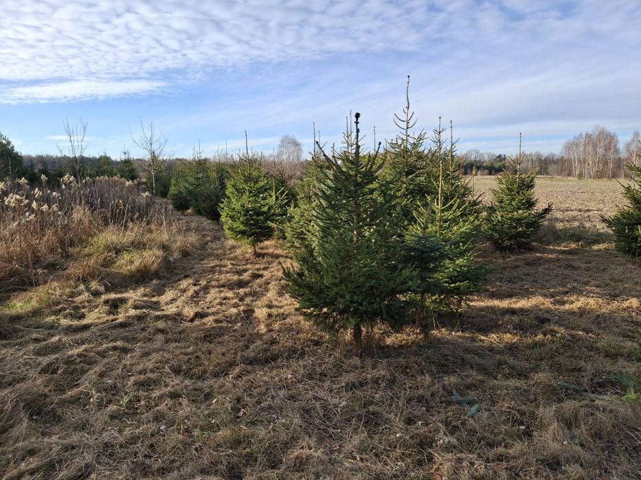Choinki świerk pospolity 80 -2.80