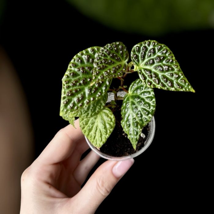 Бегония conchifolia, dracopelta