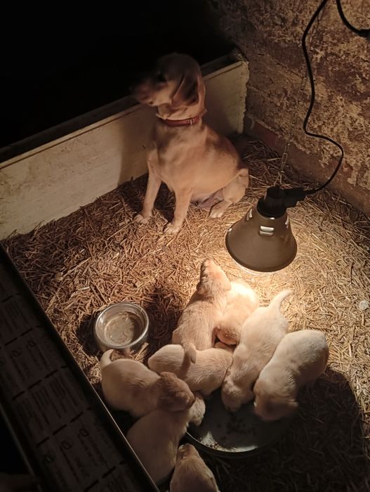 Labrador Retriever z Rodowodem