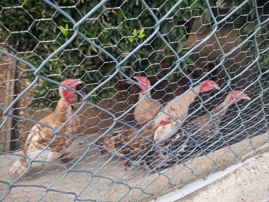 Perus casal e femeas
