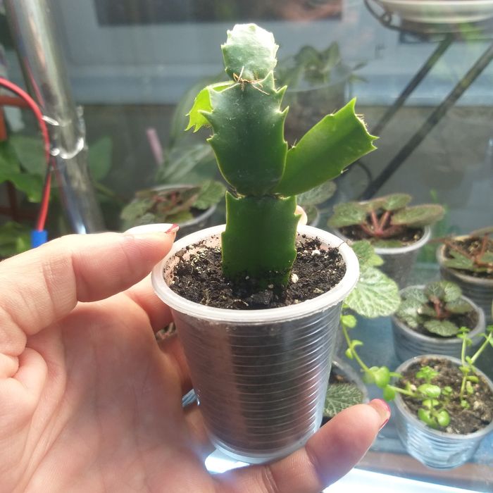 Кімнатні квіти ,недорого.