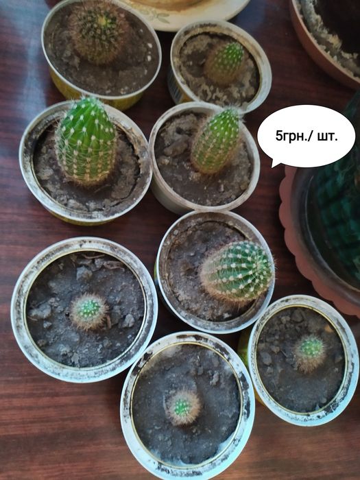 .Цветы  Кактусы Суккуленты от 5 грн.