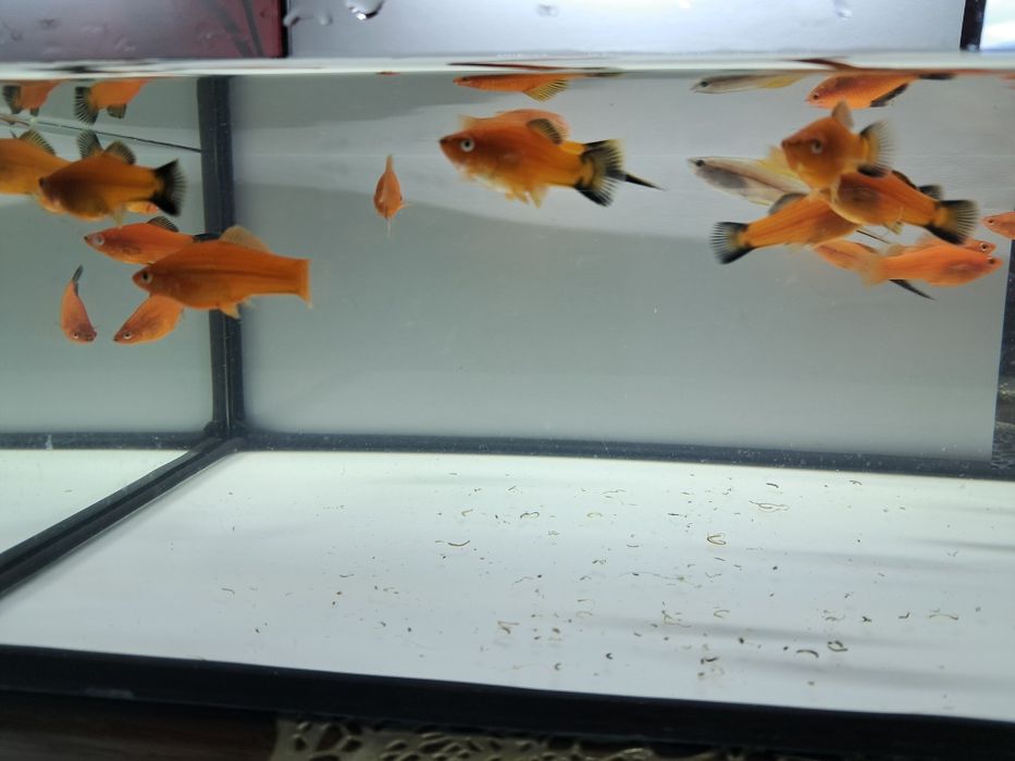 Sprzedam mieczyki czerwone i zielone hellera