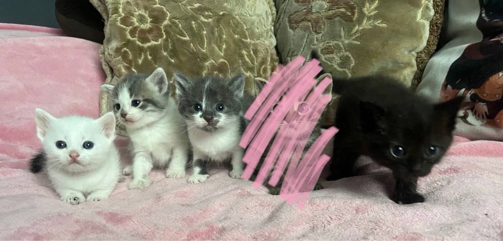 Віддамо кошенят в хороші руки