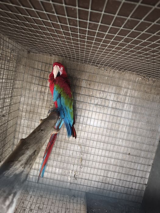 arara chloropthera macho 2013 anilha fechada reprodutor documentos pro