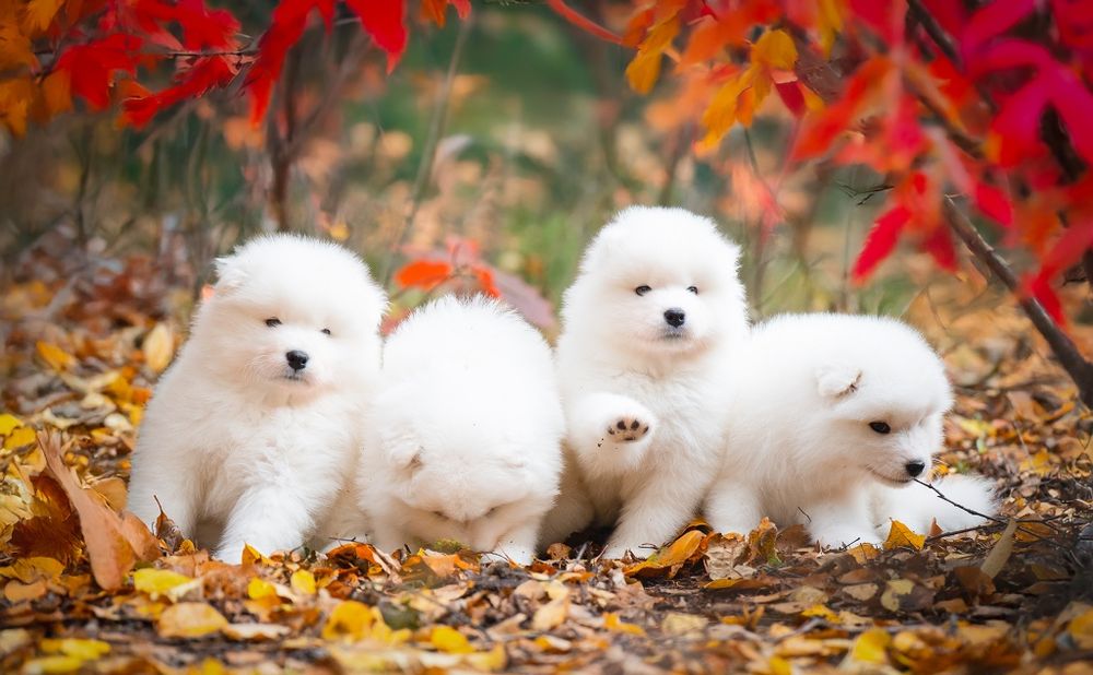 Samoyed szczenię  ZKwP FCI odbiór wrzesień
