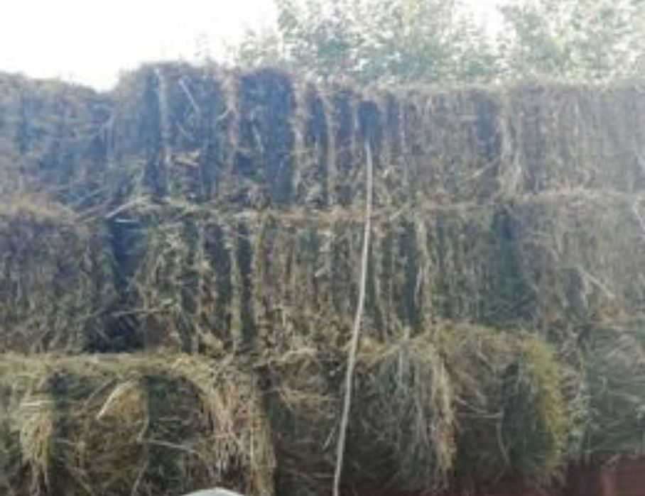 Feno de excelente qualidade