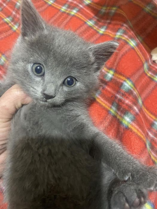 Кошеня гарне породисте