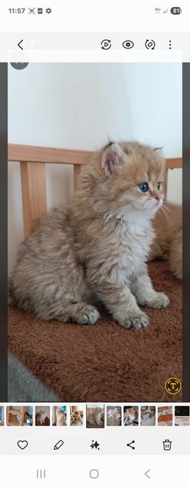 Gatinho Brittich golden