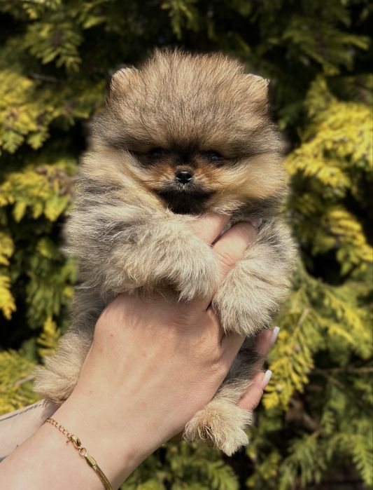 Szpic miniaturowy pomeranian orange sable