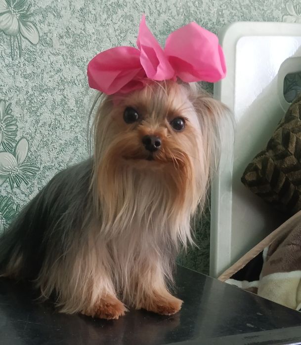 Гарненькі, Йорики хлопчики міні- бебі