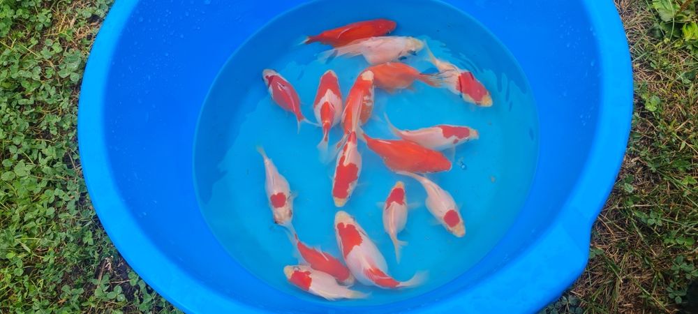 Японська золота рибка Тамосабо, для ставка