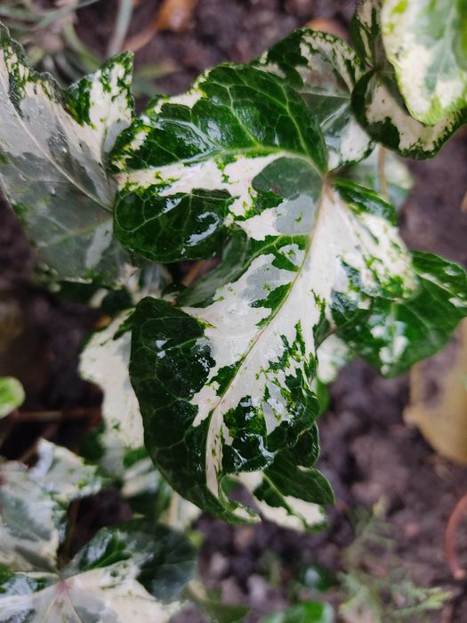 Плющі 10 сортів..