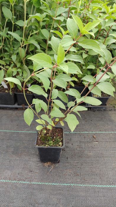 Hortensja bukietowa Vanille-Fraise,Limelight inne20 odmian doniczka p9