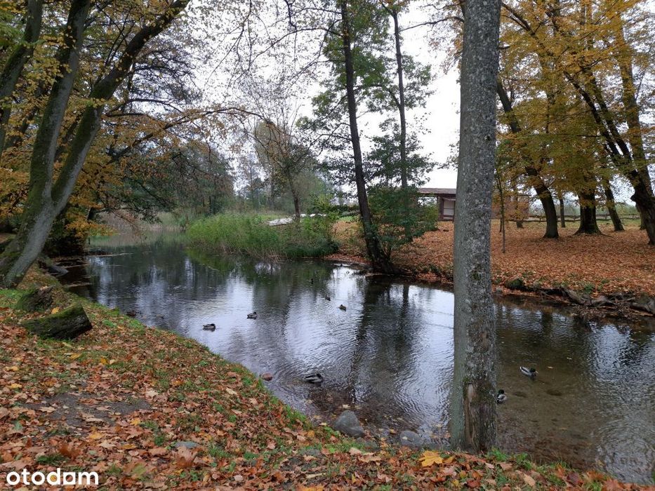 Dom do kapitalnego remontu. Obok jezioro, park, przystanek, sklepy