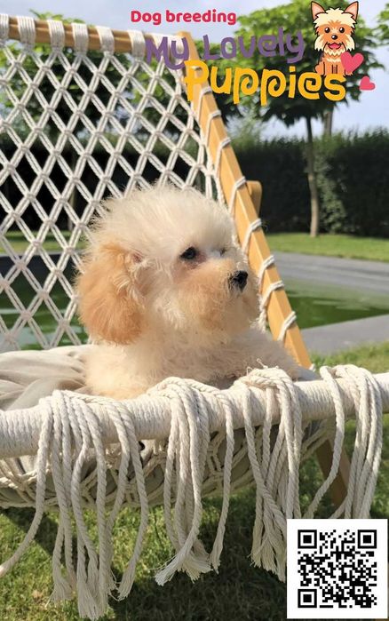 Maltipoo dziewczynka