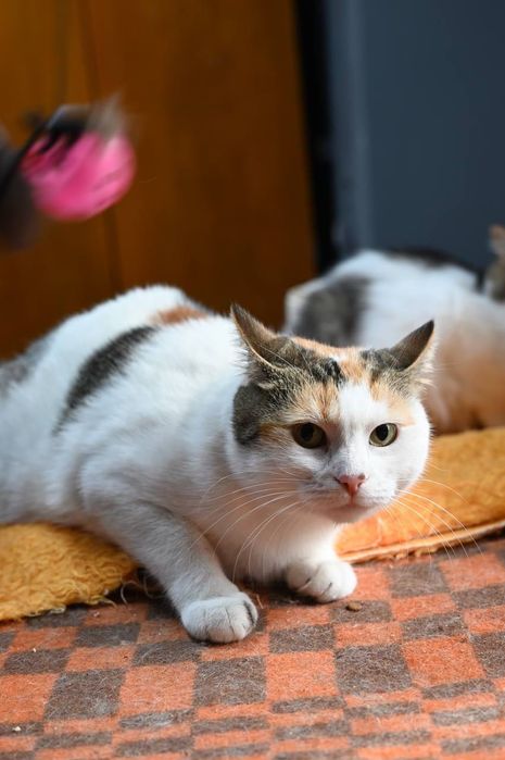 Кошечка Пуша из приюта бесплатно