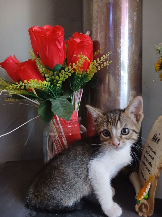 3 gatos machos para adoção