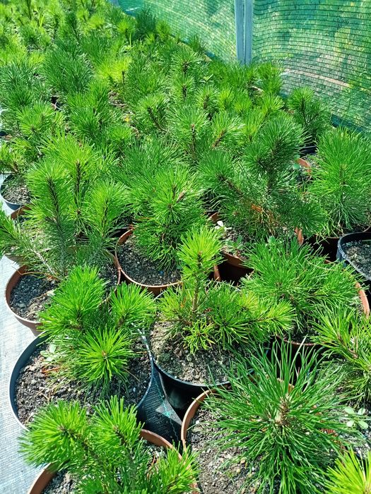 Ялівець горизонтальний Мінт Джулеп 'Mint Julep '  C1,5; P9