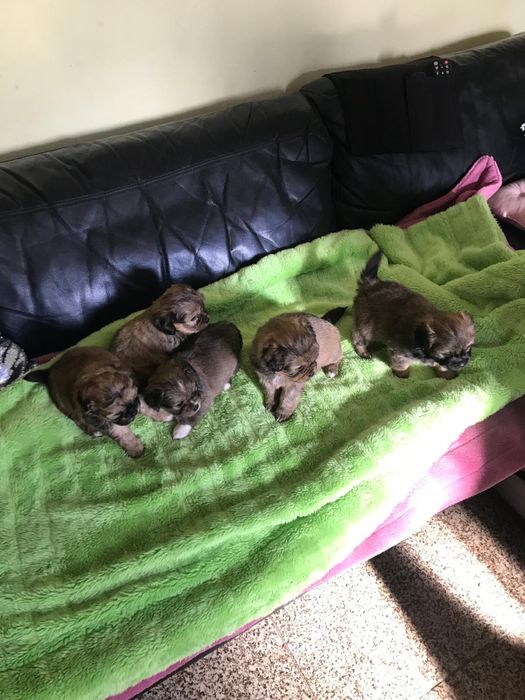 Cadelas de porte pequeno