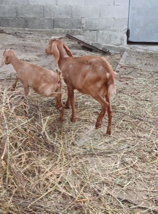 Vendo cabras boas