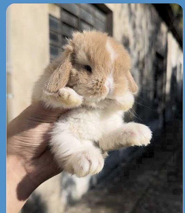 Śliczne niebieskookie króliczki mini lop