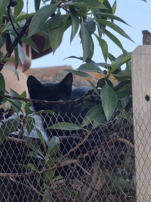 Gatinhos  para adoção