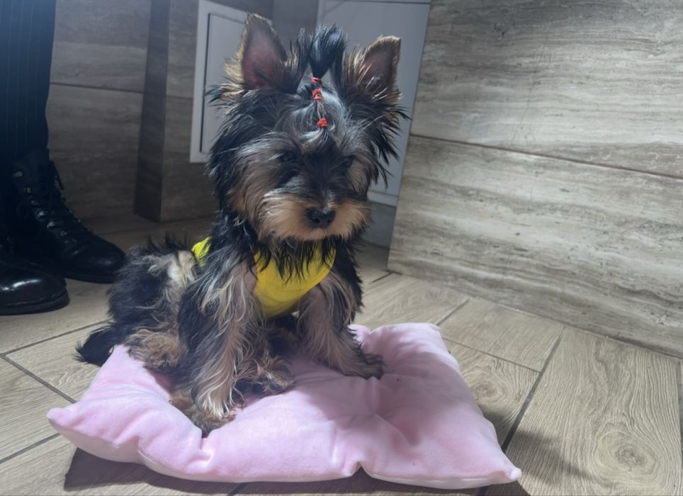 КСУ-FCI Девочка йоркширский терьер шоу класс