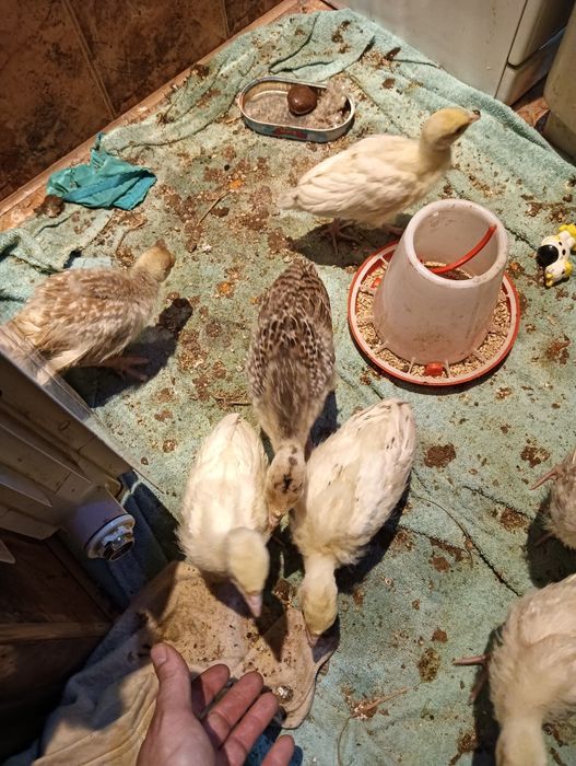 Młode Indyki 7 Sztuk