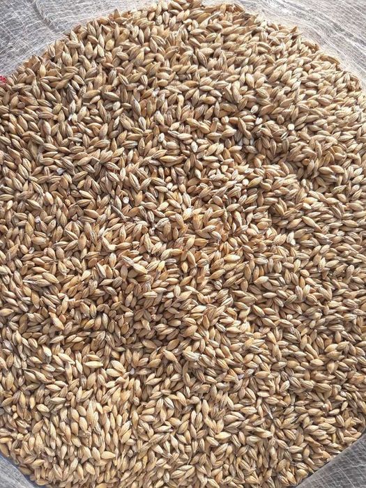 Jęczmień jary Wirtuoz przewiany 25 kg.